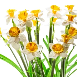 Daffodil Centerpiece