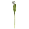 Parrot Tulip - Ivory