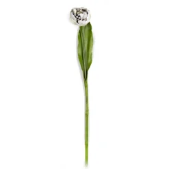 Parrot Tulip - Ivory