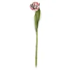 Parrot Tulip - Pink