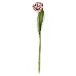 Parrot Tulip - Pink