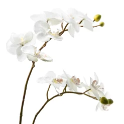 Royal Toile Potted Orchid - Large