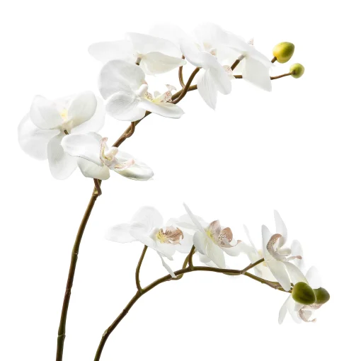 Royal Toile Potted Orchid - Large