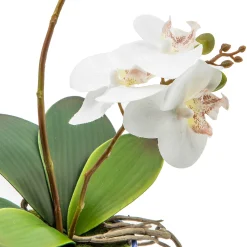 Royal Toile Potted Orchid - Medium