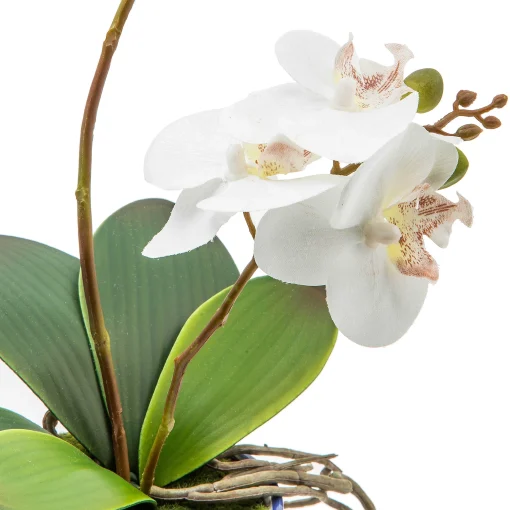 Royal Toile Potted Orchid - Medium