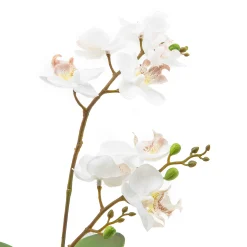 Royal Toile Potted Orchid - Small