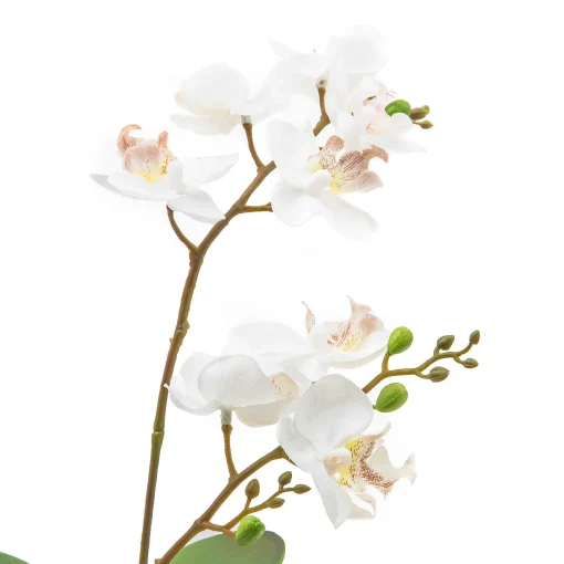Royal Toile Potted Orchid - Small