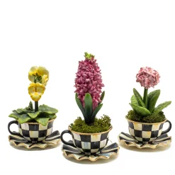 Teacup Pansy